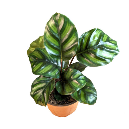 Calathea Fasciata