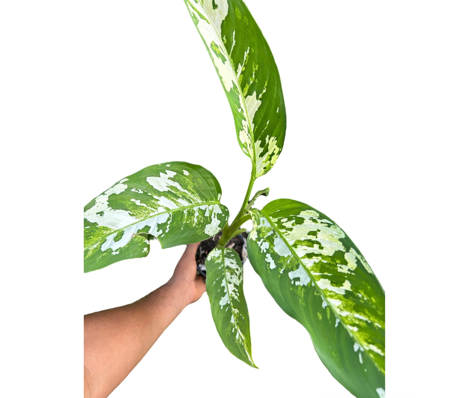 dieffenbachia aurora Dieffenbachia Aurora – Viveros Girasol