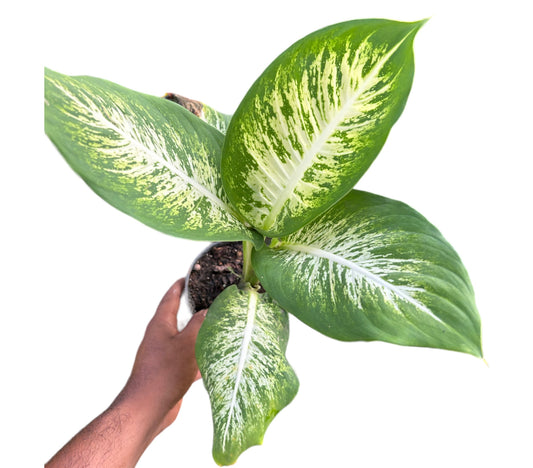 Dieffenbachia Golden Sunset