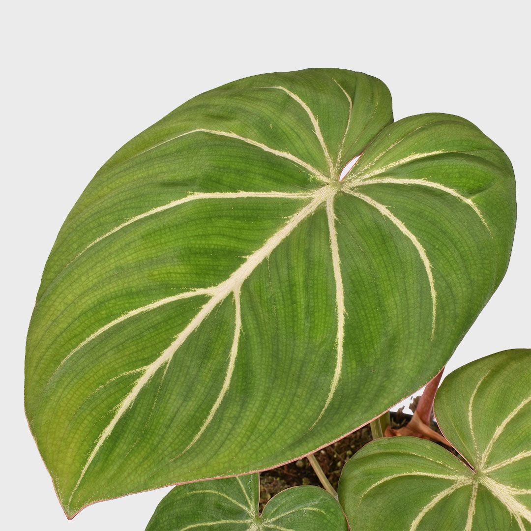 Philodendron Gloriosum