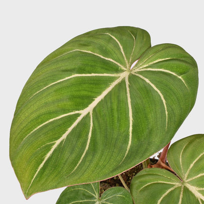 Philodendron Gloriosum