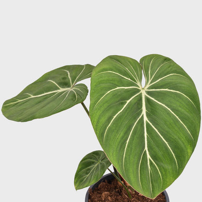 Philodendron Gloriosum