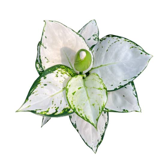 Aglaonema Súper White