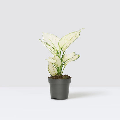 Aglaonema Súper White