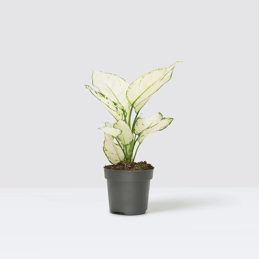 Aglaonema Súper White
