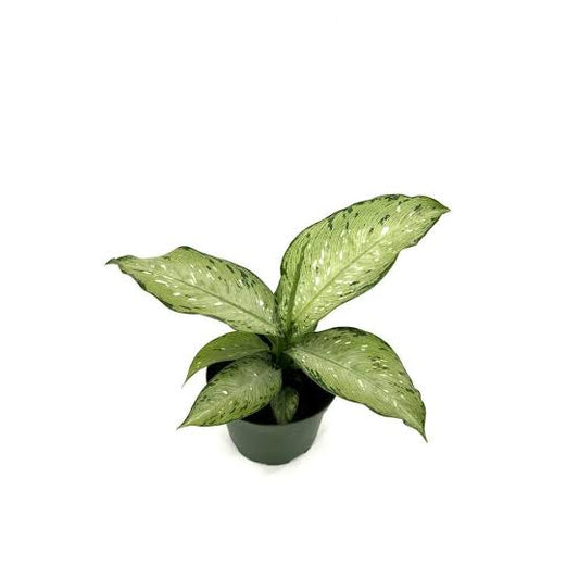 Dieffenbachia “Tiki”