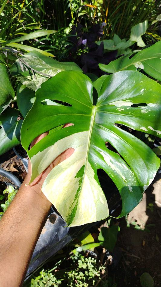 Monstera Deliciosa Variegada