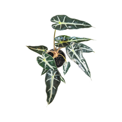 Alocasia Bambino