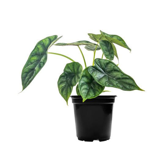 Alocasia Dragon Scale