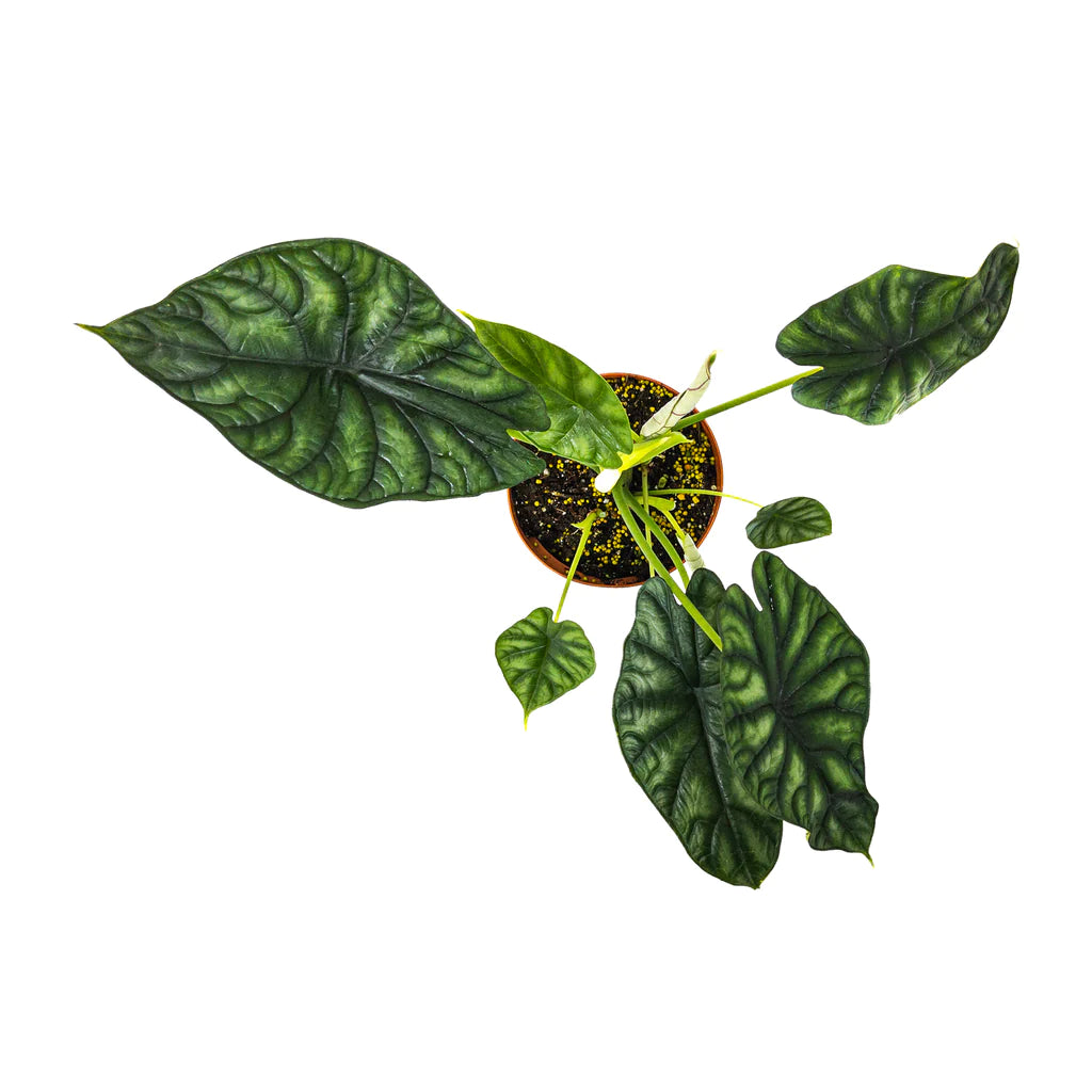 Alocasia Dragon Scale