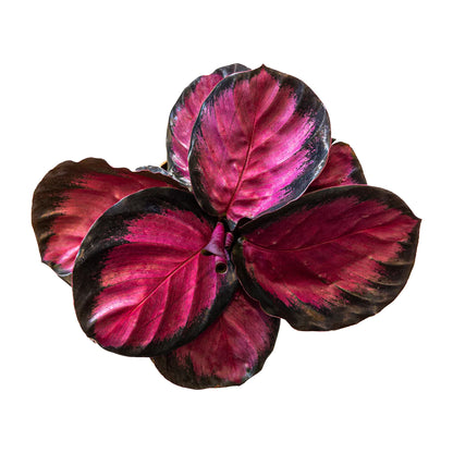 Calathea Crimson