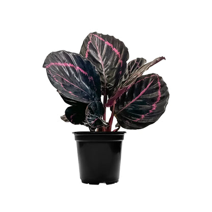 Calathea Dottie