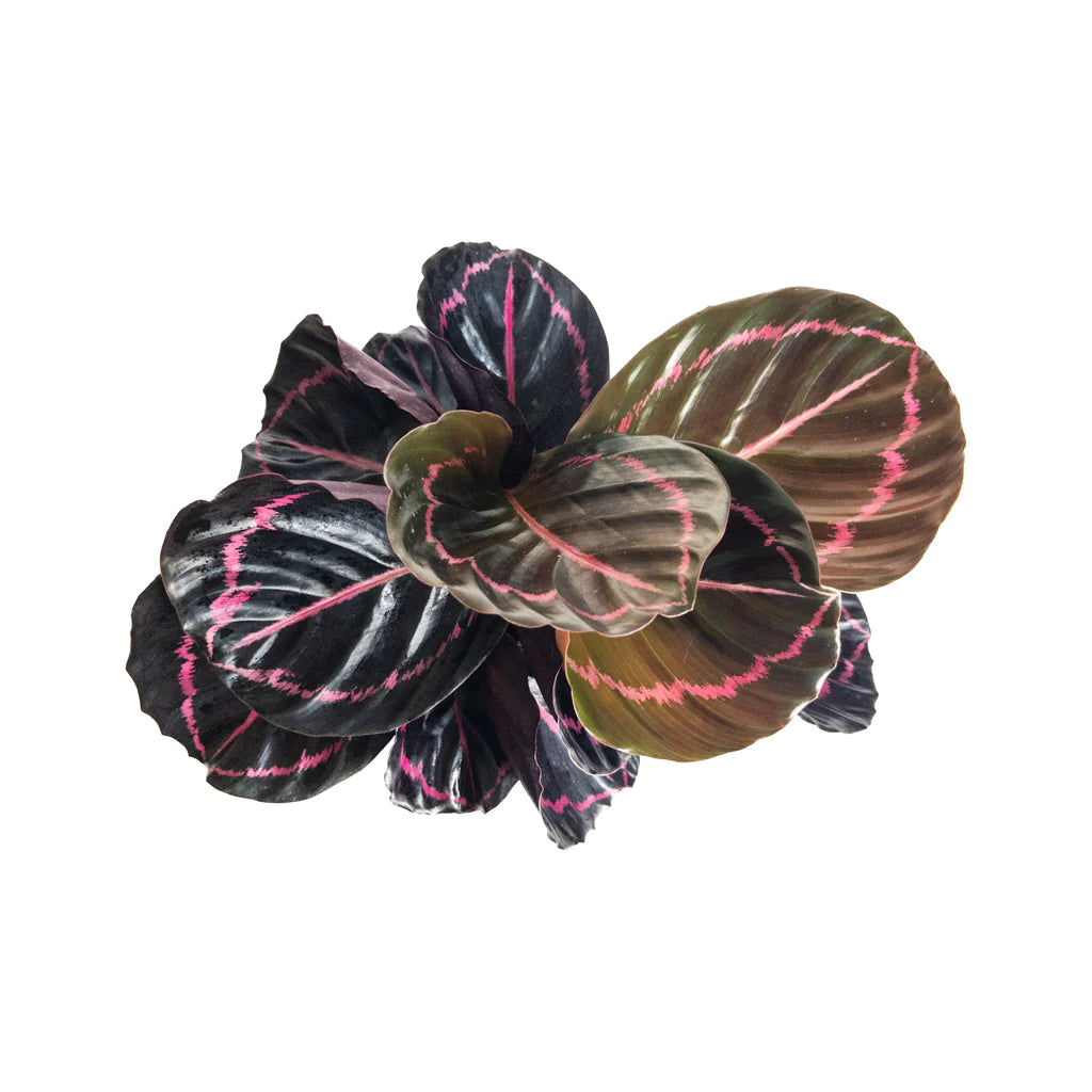 Calathea Dottie