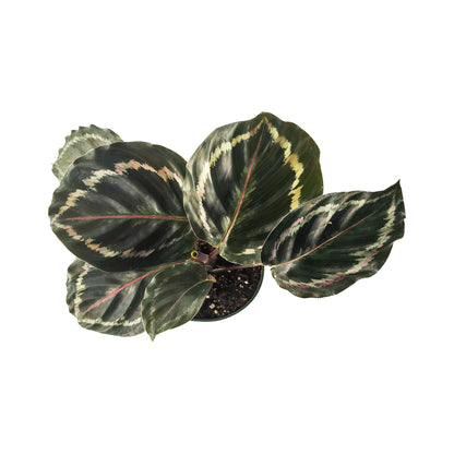 Calathea Medallion