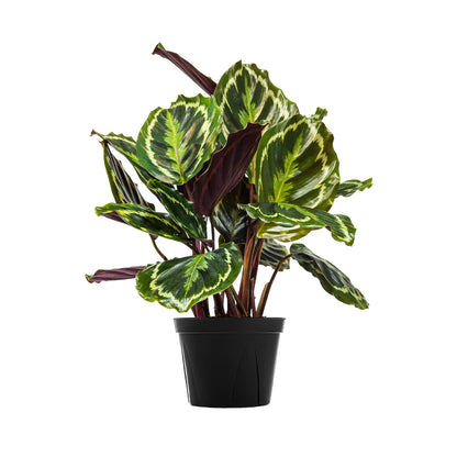 Calathea Medallion