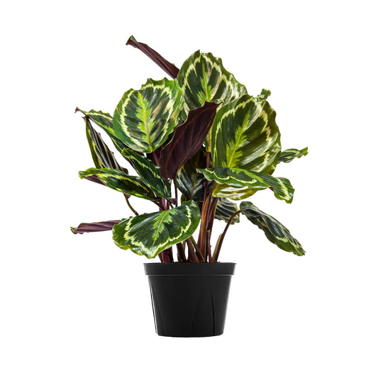 Calathea Medallion