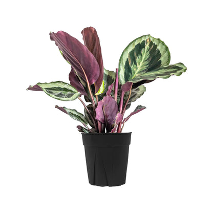 Calathea Marion