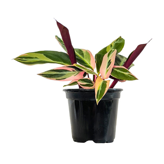 Calathea Triostar