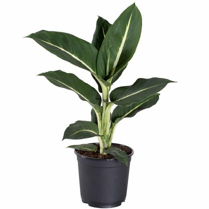 Dieffenbachia Green Magic
