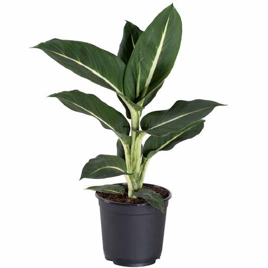 Dieffenbachia Green Magic