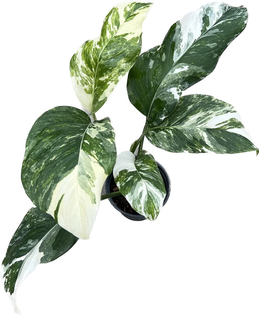 Monstera Lechleriana