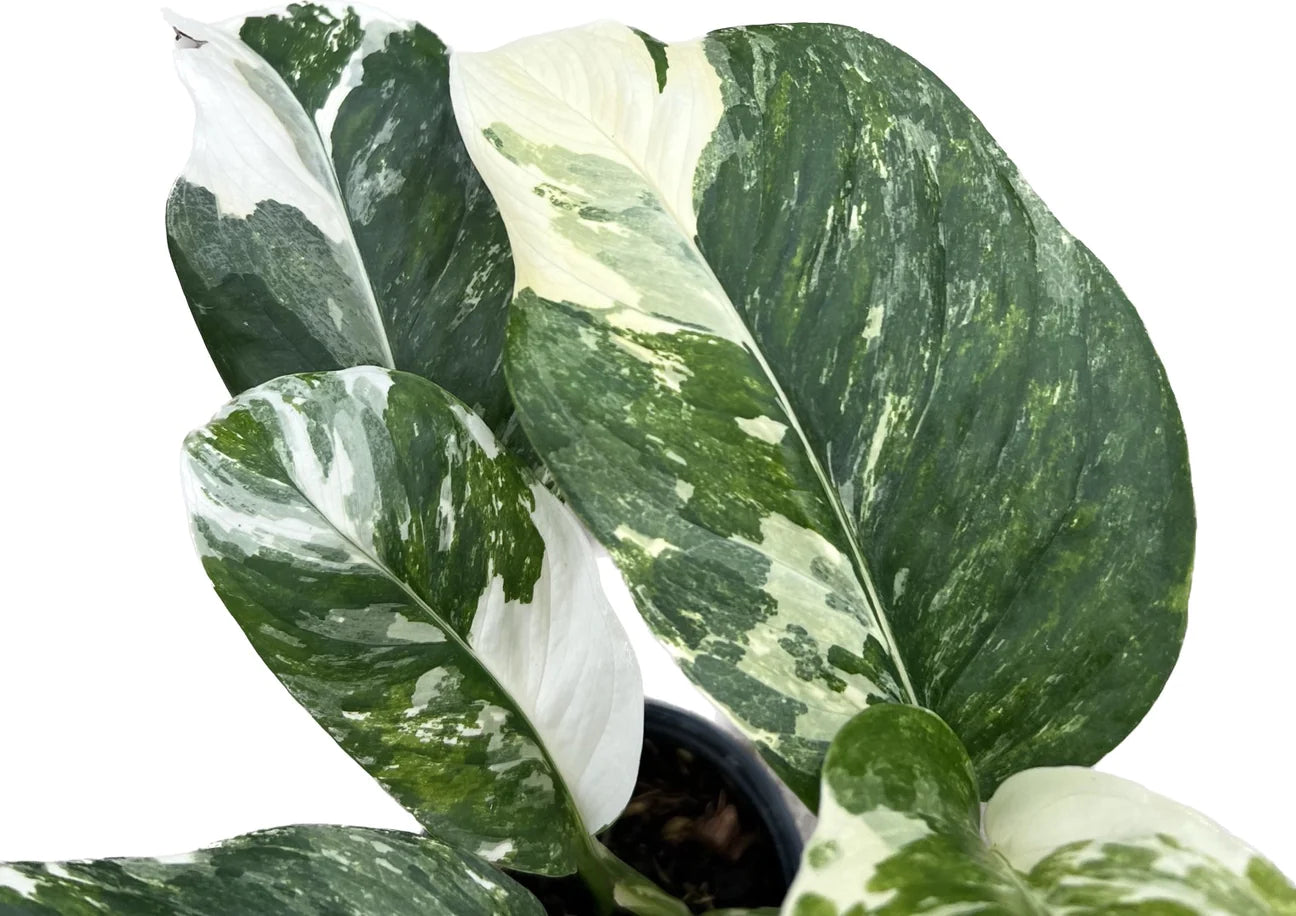 Monstera Lechleriana