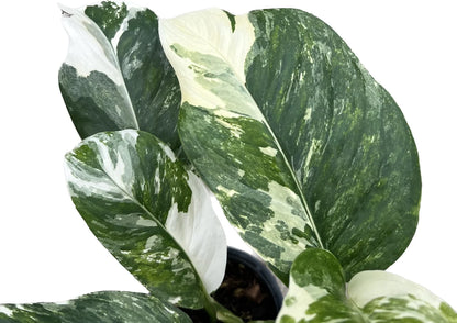 Monstera Lechleriana