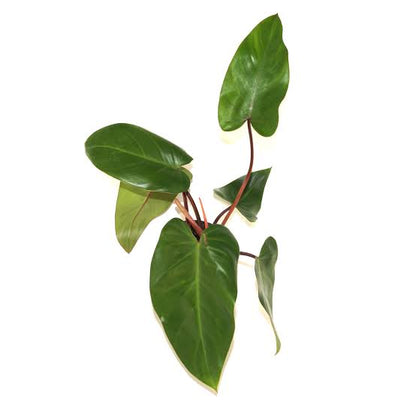 Philodendron Red Emerald