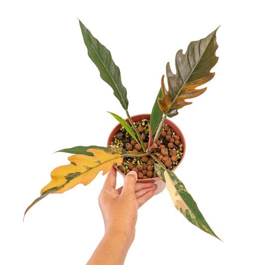 Philodendron Caramel Marble