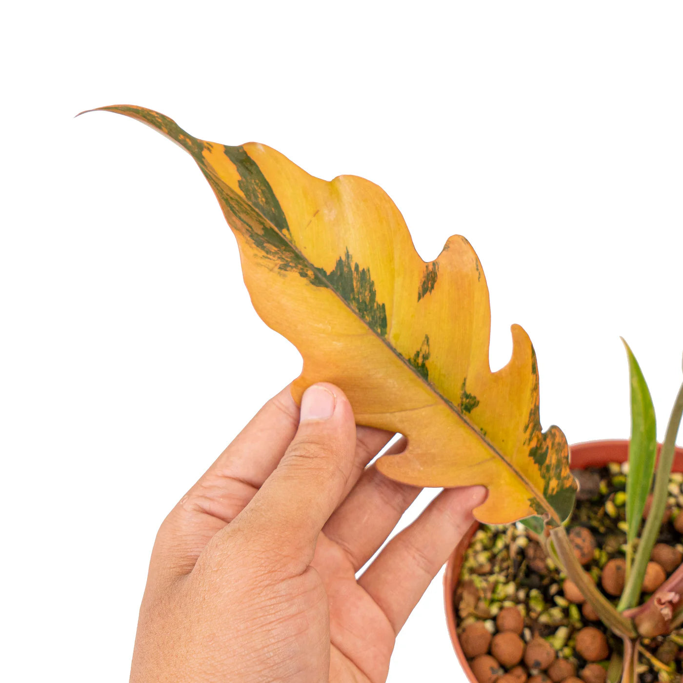 Philodendron Caramel Marble