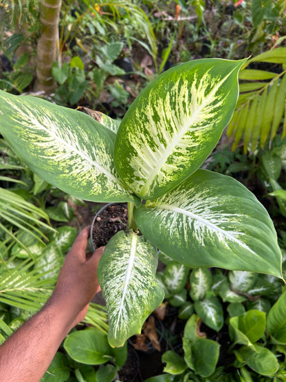 Dieffenbachia Golden Sunset