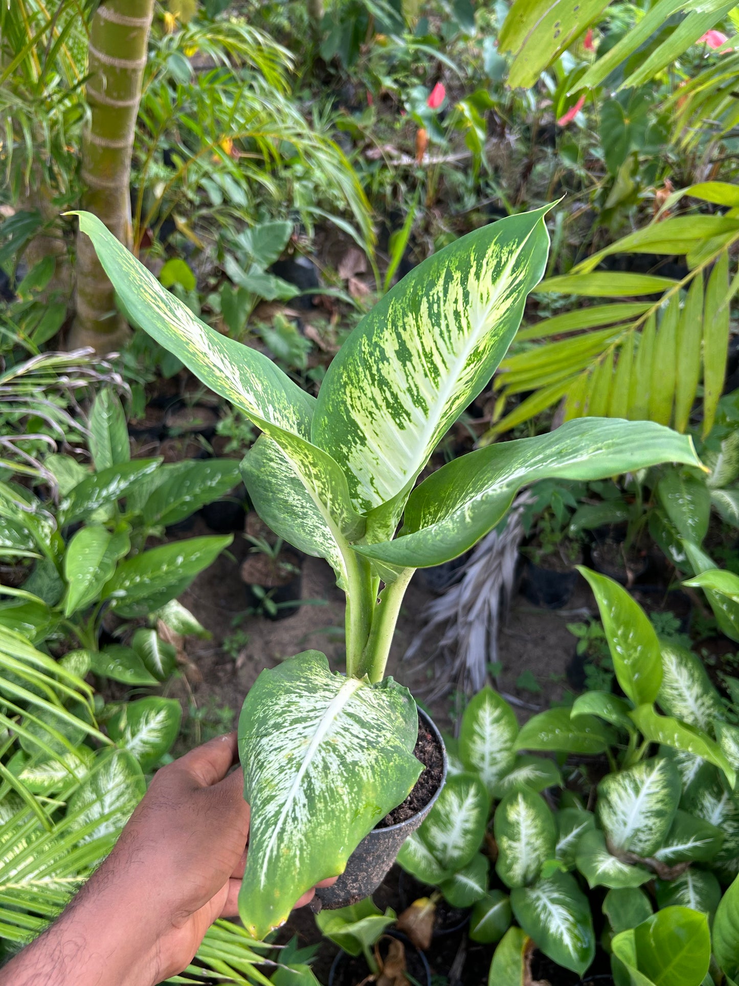 Dieffenbachia Golden Sunset