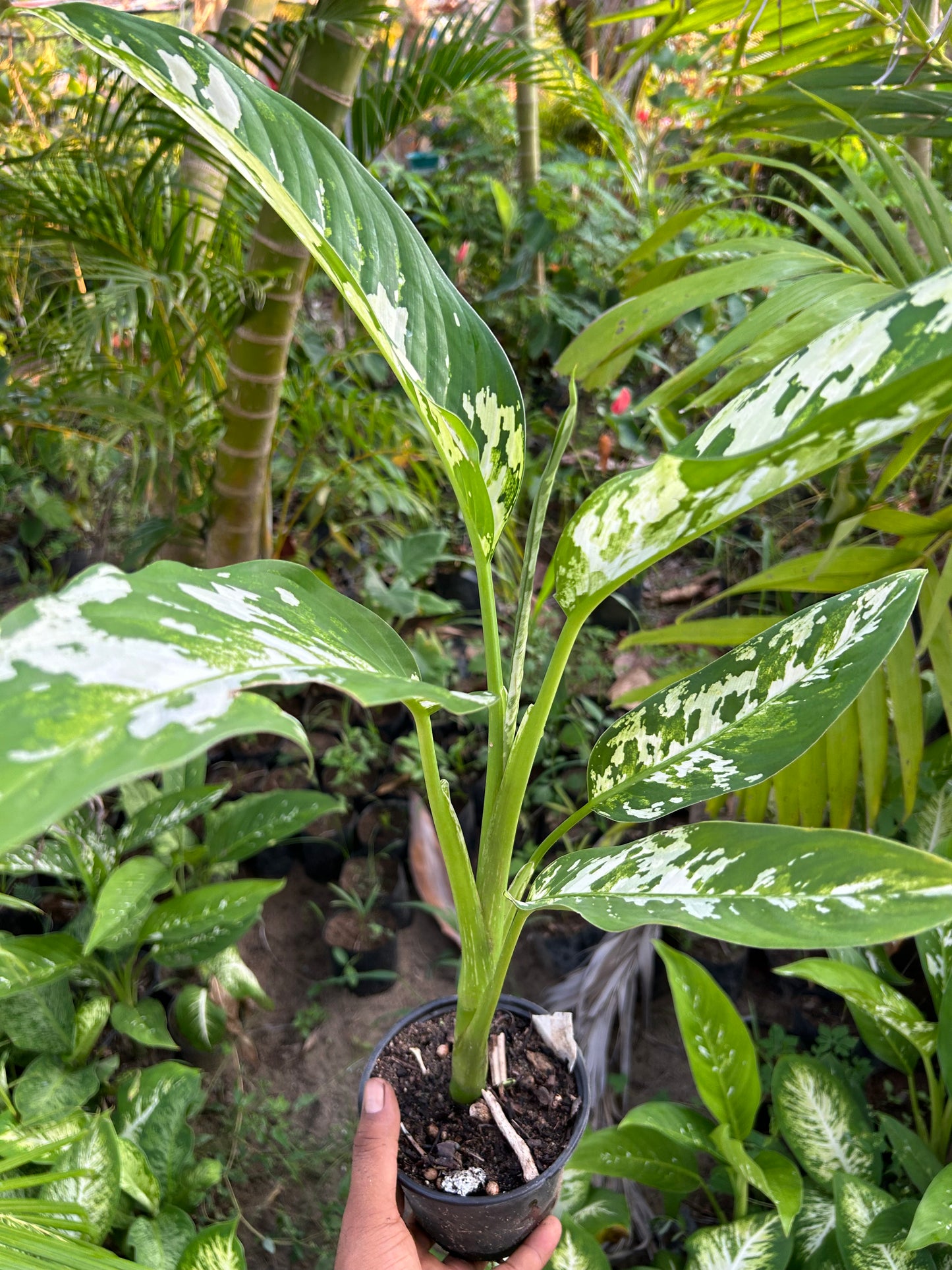 Dieffenbachia Aurora