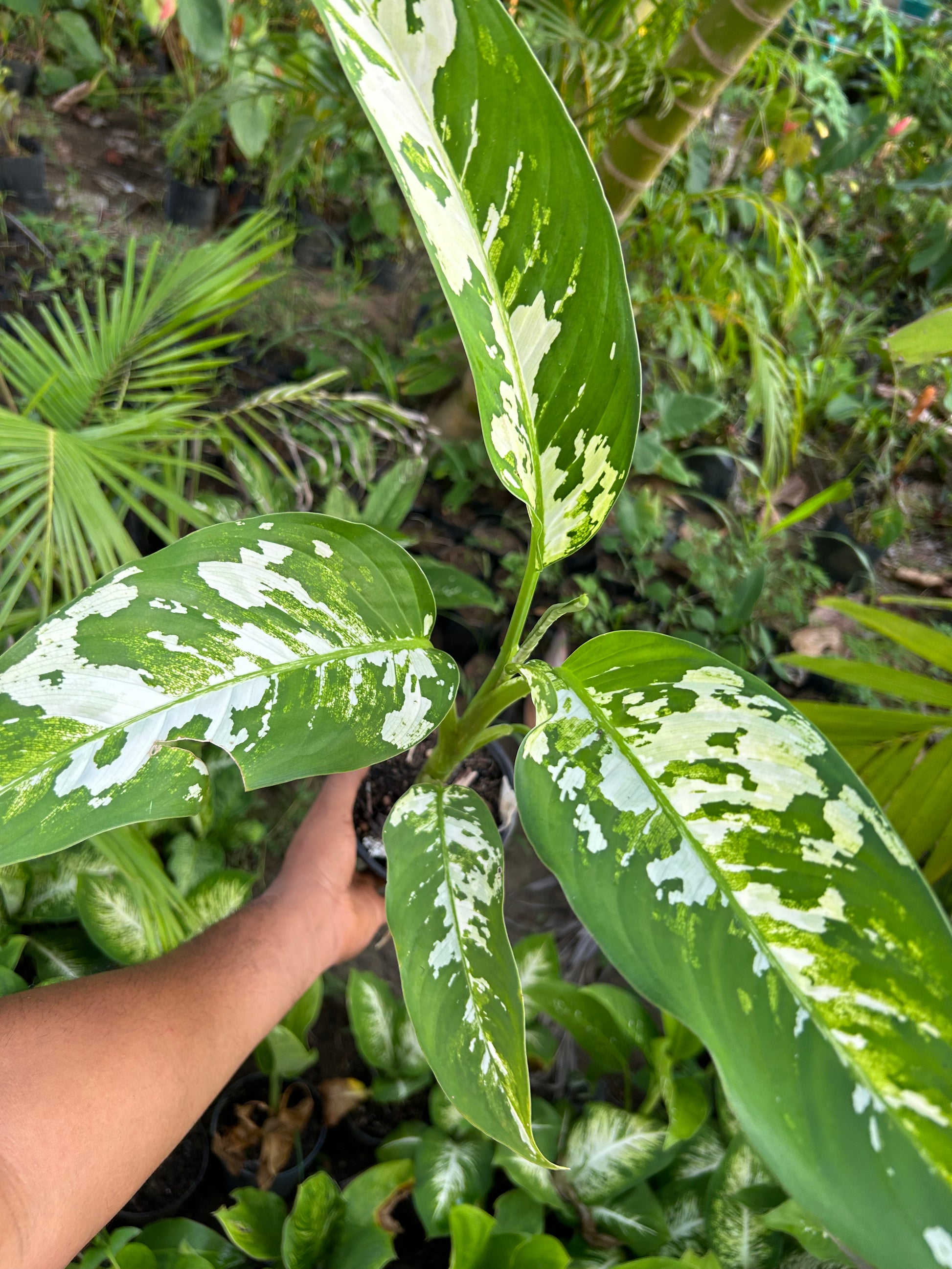 dieffenbachia variedades Dieffenbachia Aurora – Viveros Girasol