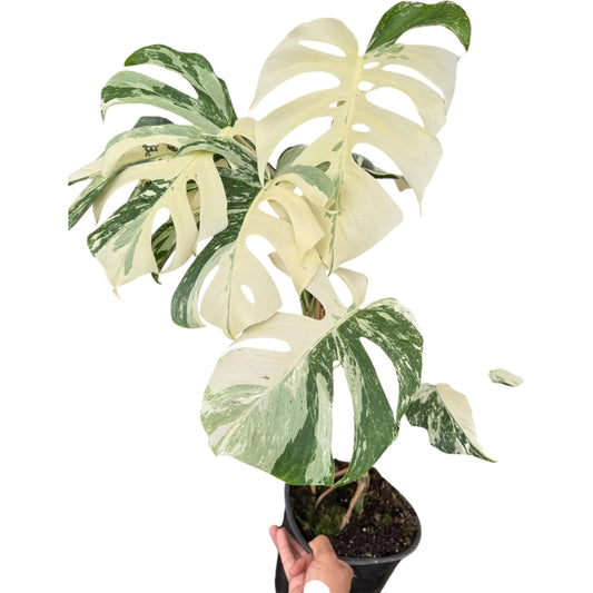 Monstera Albo Variegada