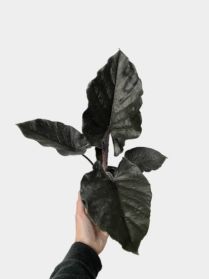 Alocasia Chienlil Atoro Velvet