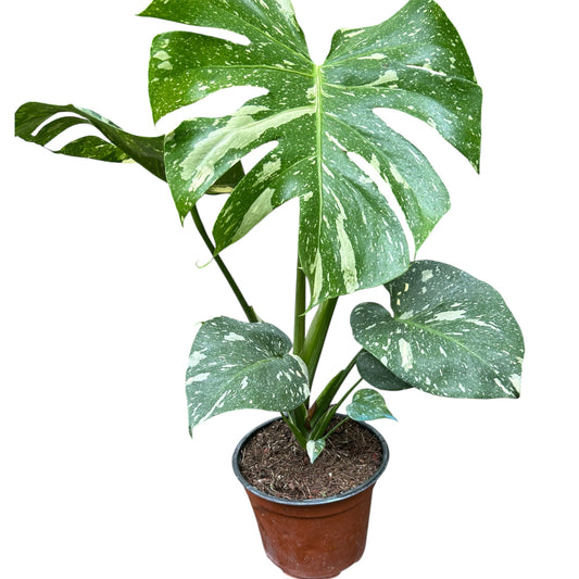 Monstera Thai Constellation