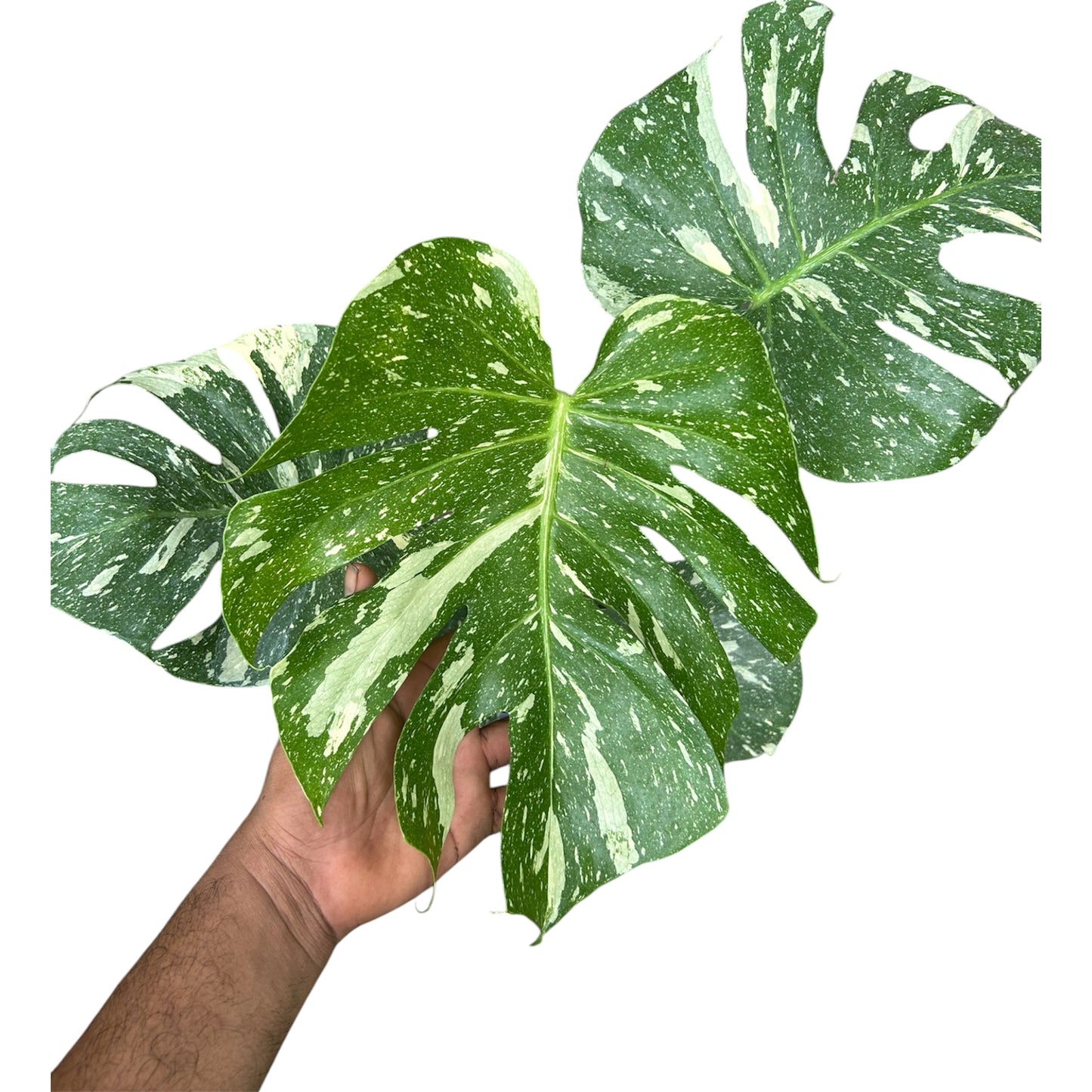 Monstera Thai Constellation