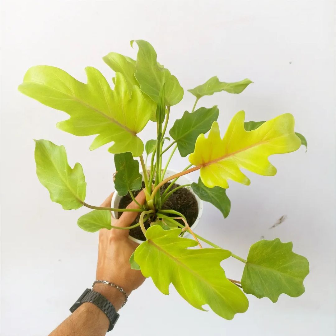 Philodendron Golden Xanadú