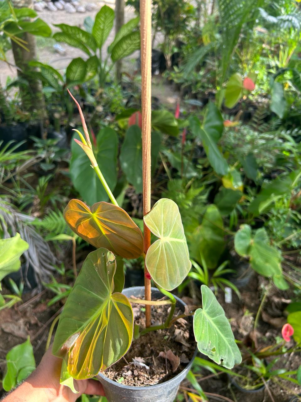 Philodendron Micans (Mature Form)