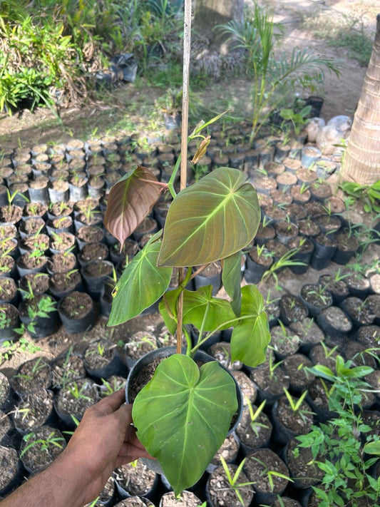 Philodendron Micans (Mature Form)