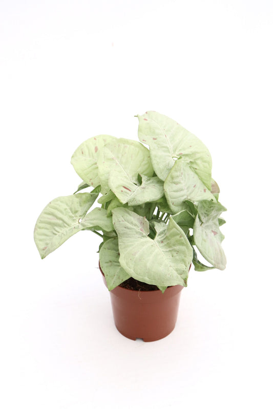 Syngonium Milk Confetti