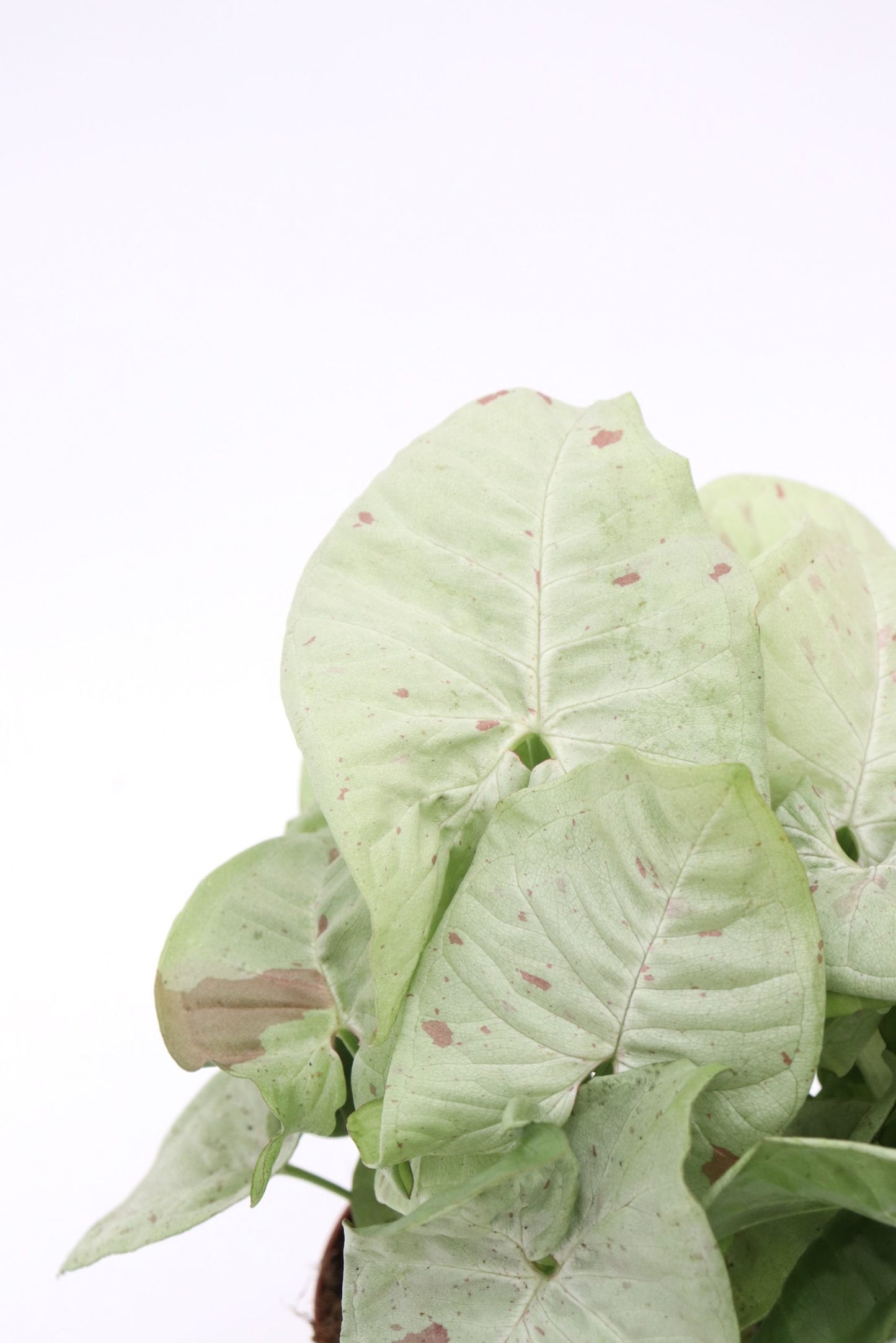 Syngonium Milk Confetti