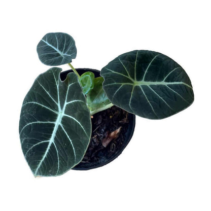 Alocasia Black Velvet
