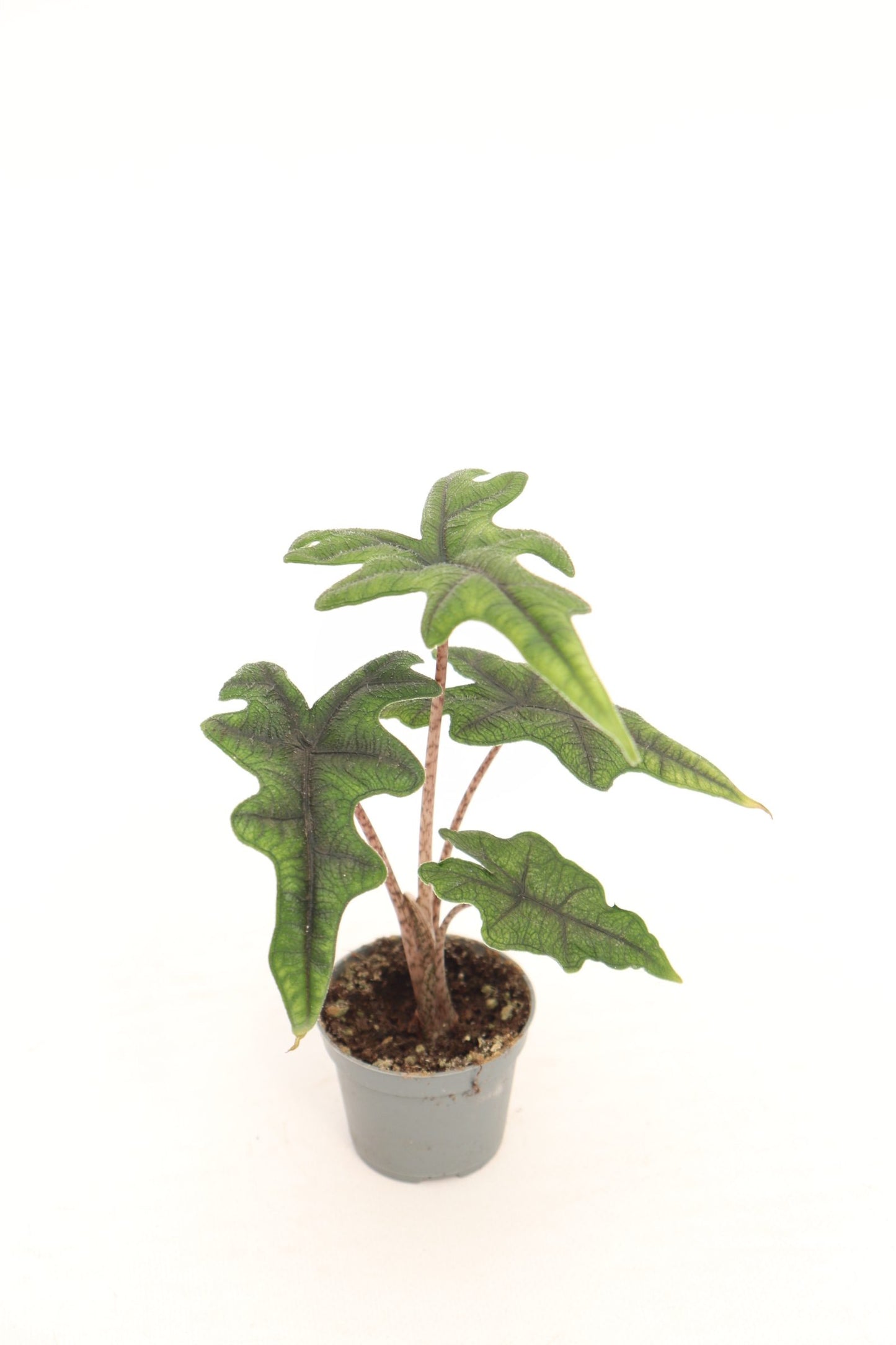 Alocasia Jacklyn