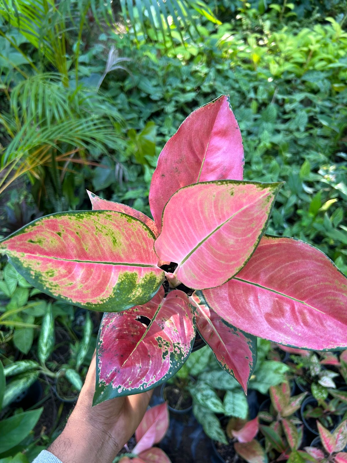 Aglaonema Red Fountain