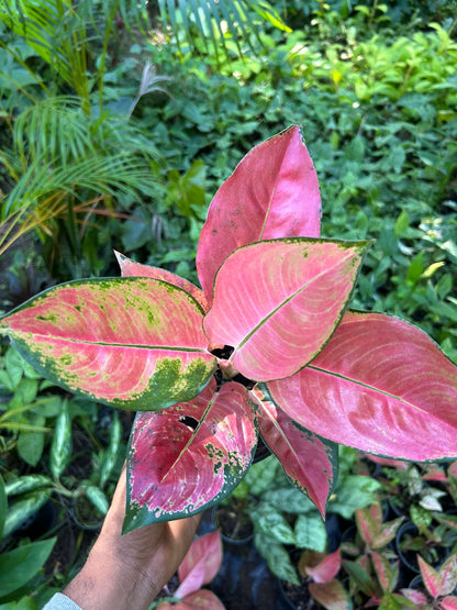 Aglaonema Red Fountain
