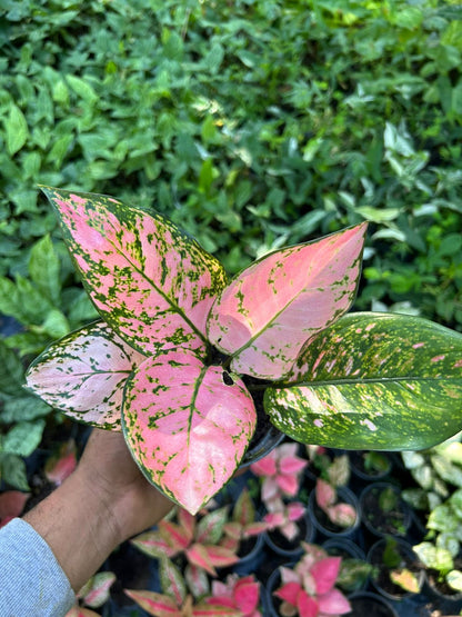 Aglaonema Auspicioso