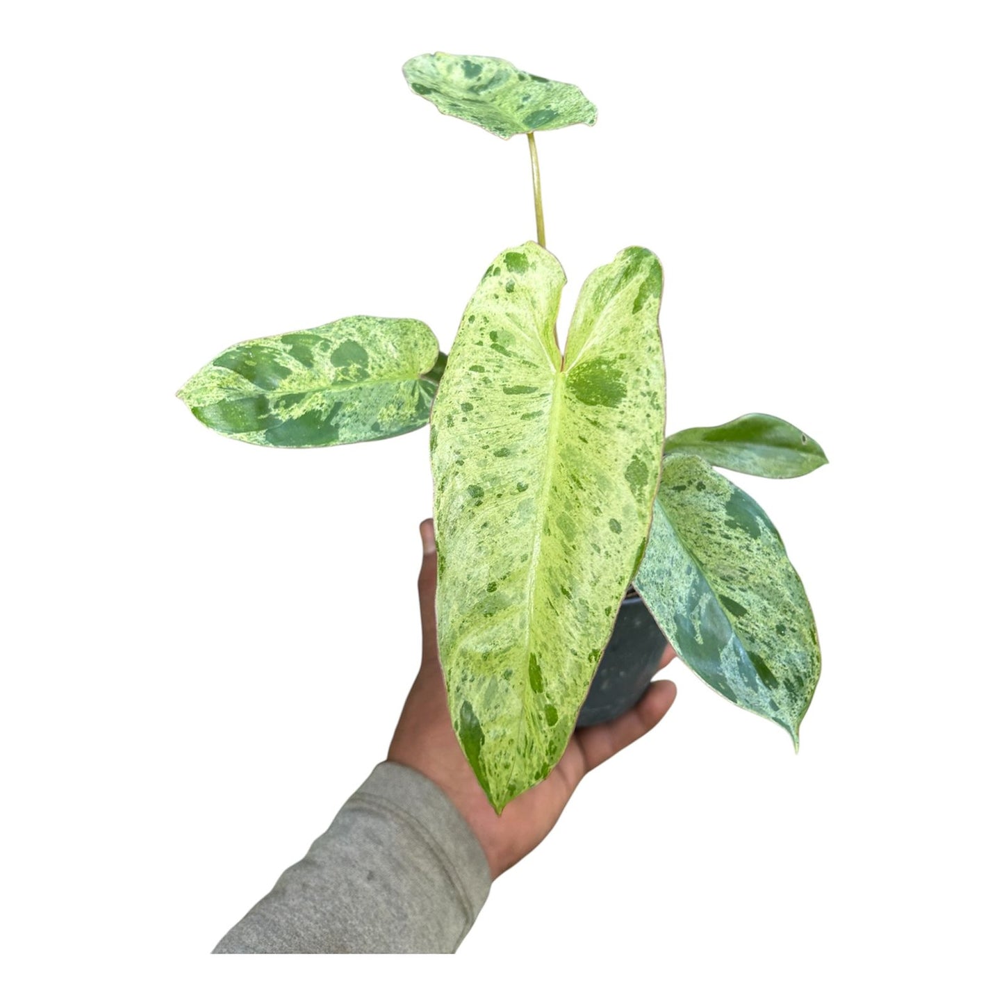 Philodendron Paraiso Verde