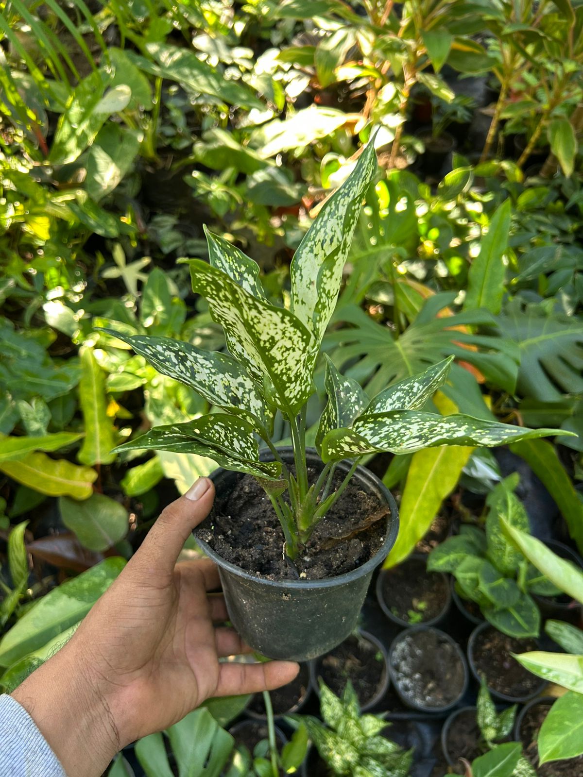 Aglaonema Snow White